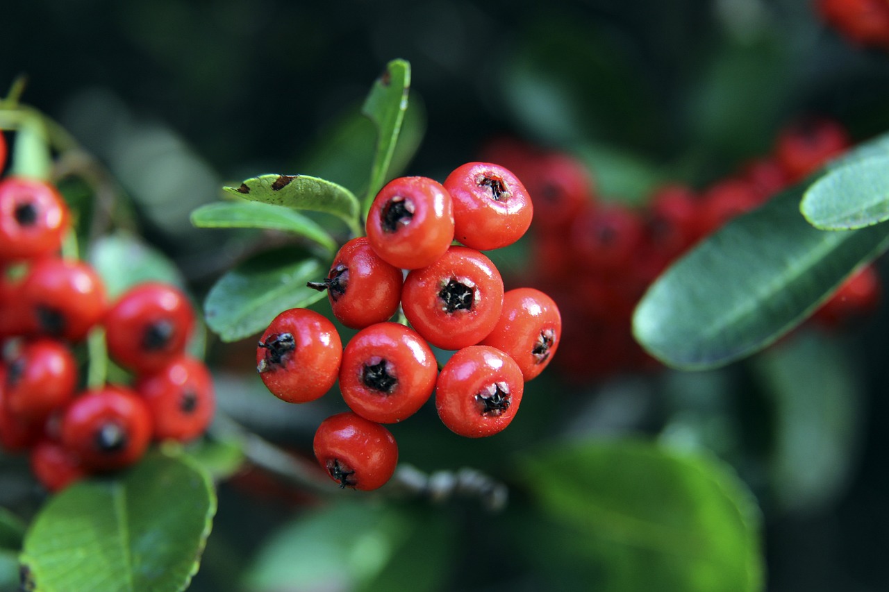 足球预测分 足球预测分